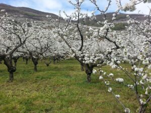 Cerezo en Flor Valle del Jerte